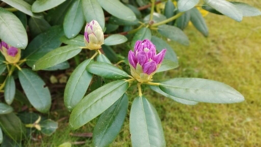 Ogród bielawkidomek.pl