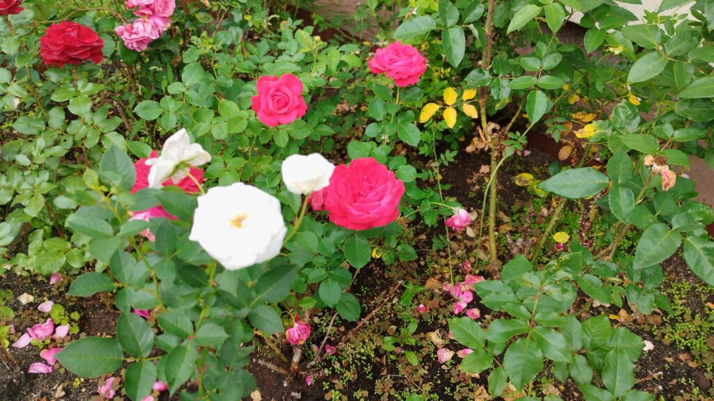 Ogród bielawkidomek.pl