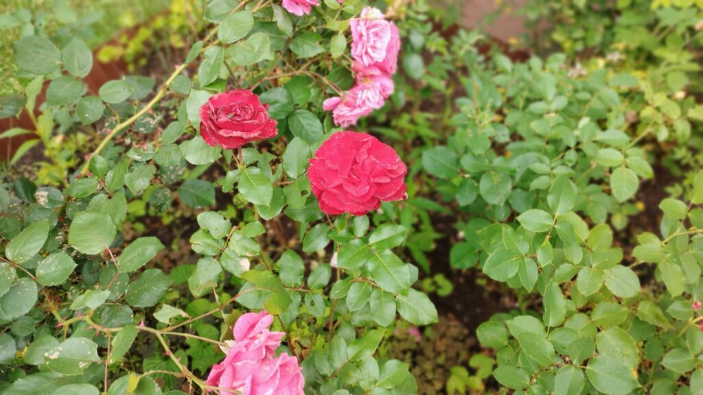 Ogród bielawkidomek.pl