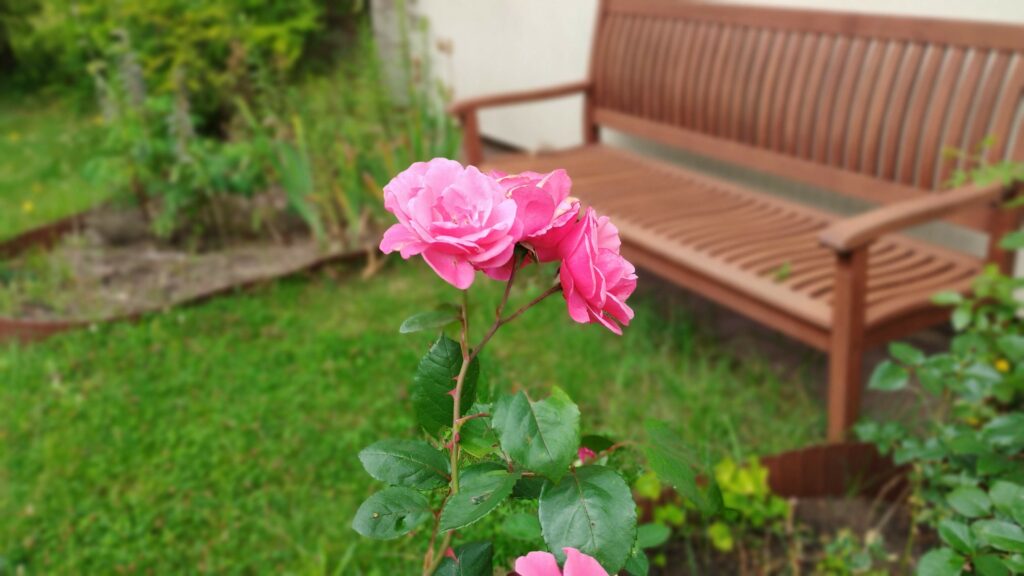 Ogród bielawkidomek.pl