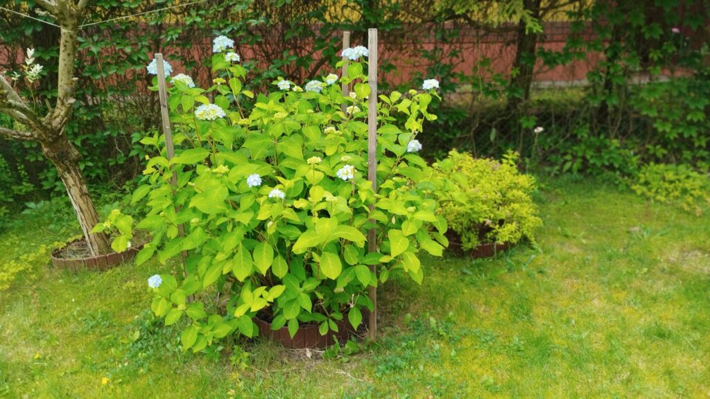 Ogród bielawkidomek.pl