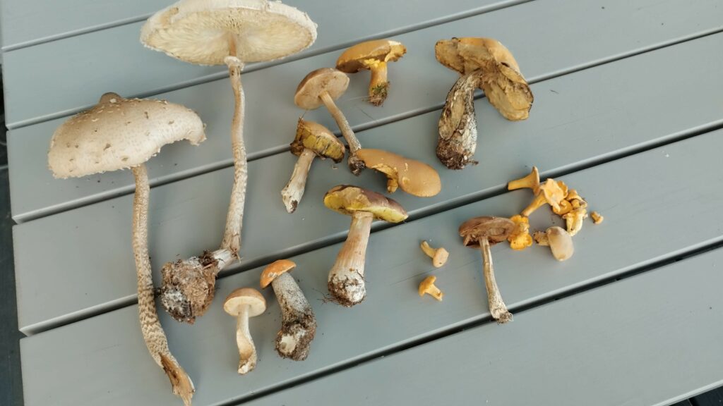 Grzybobranie w Gowidlinie