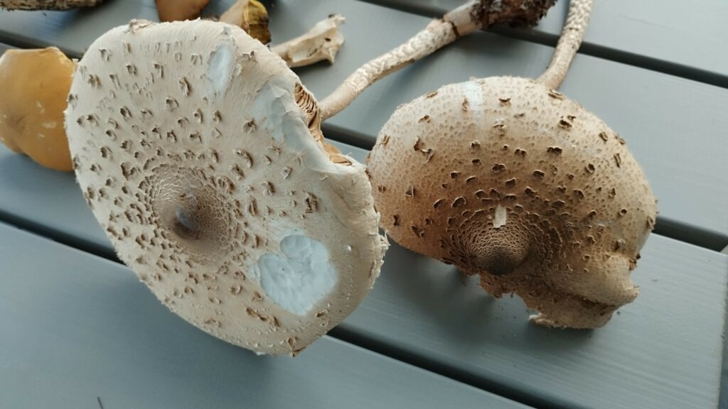 Grzybobranie w Gowidlinie