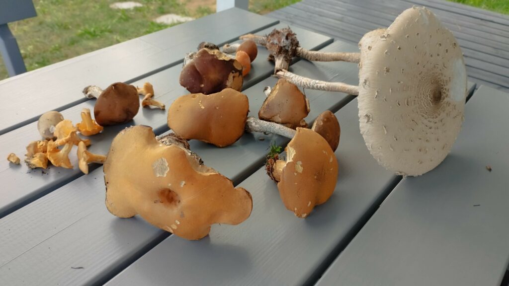 Grzybobranie w Gowidlinie