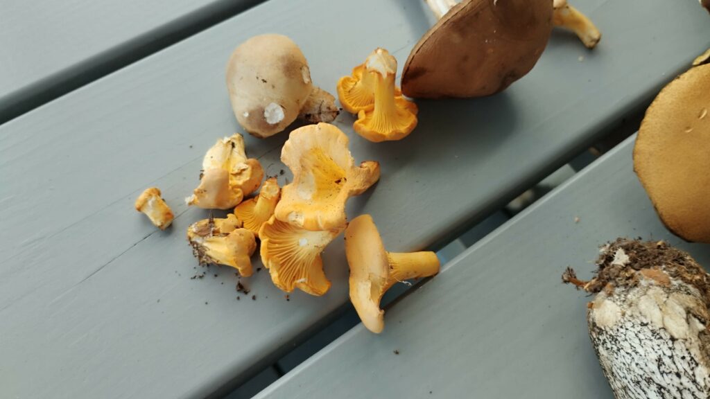 Grzybobranie w Gowidlinie