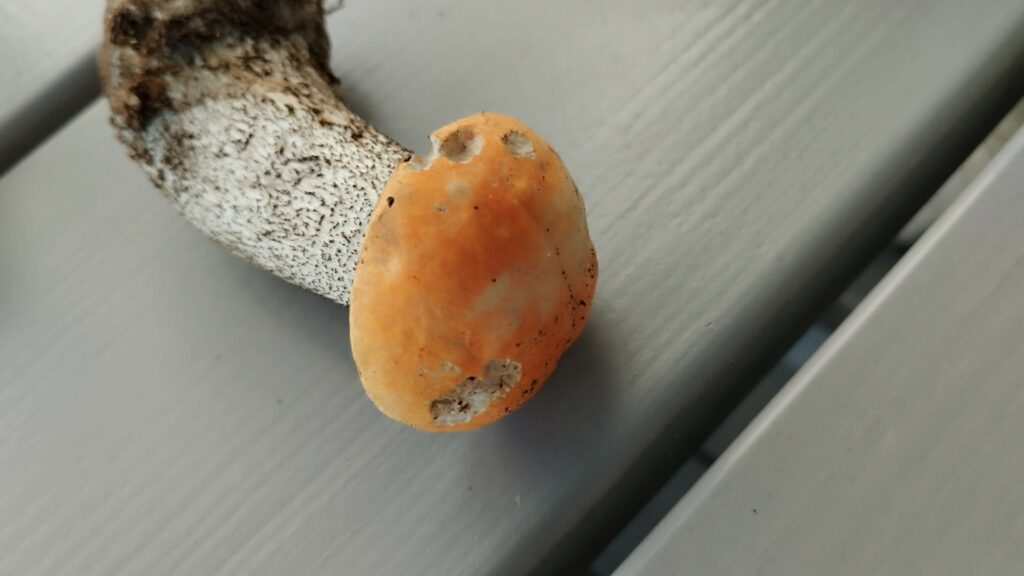 Grzybobranie w Gowidlinie