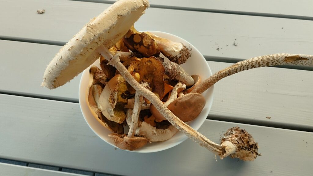 Grzybobranie w Gowidlinie