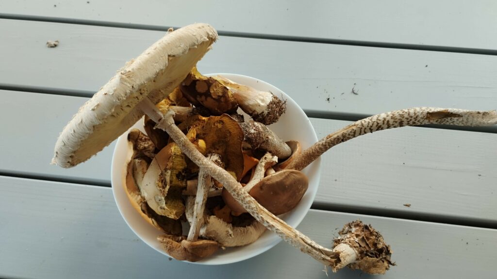 Grzybobranie w Gowidlinie