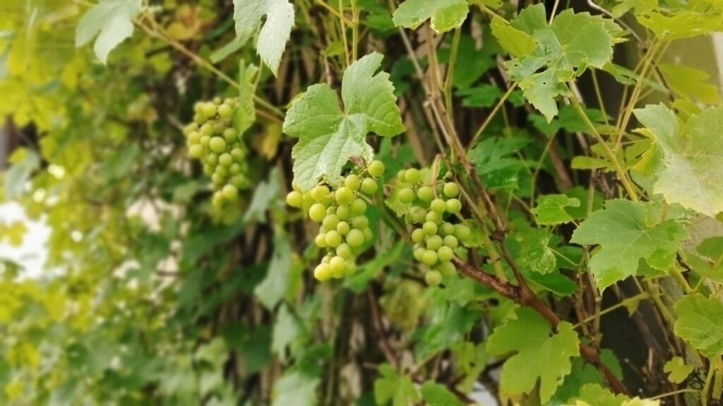 Ogród bielawkidomek.pl