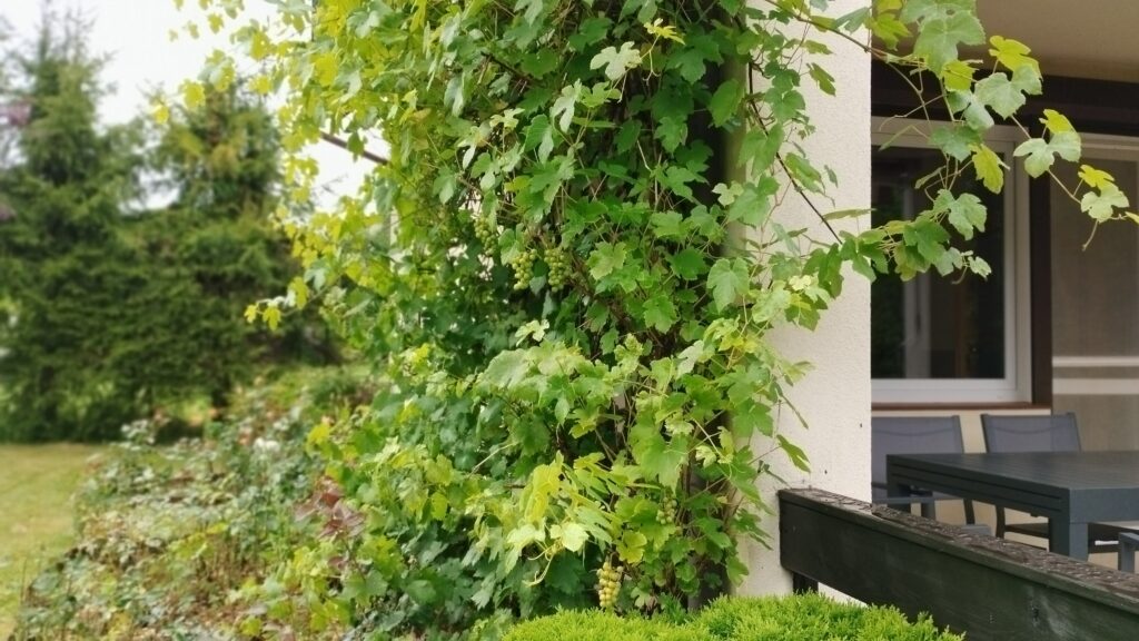 Ogród bielawkidomek.pl