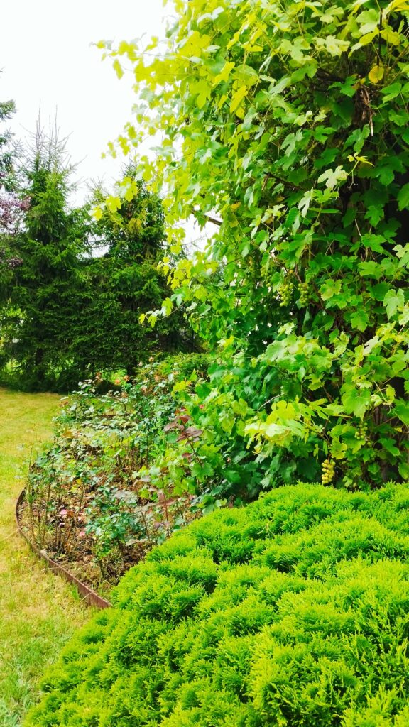 Ogród bielawkidomek.pl