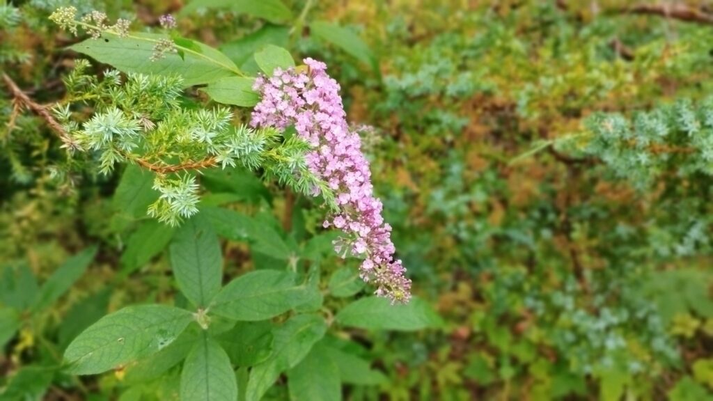 Ogród bielawkidomek.pl