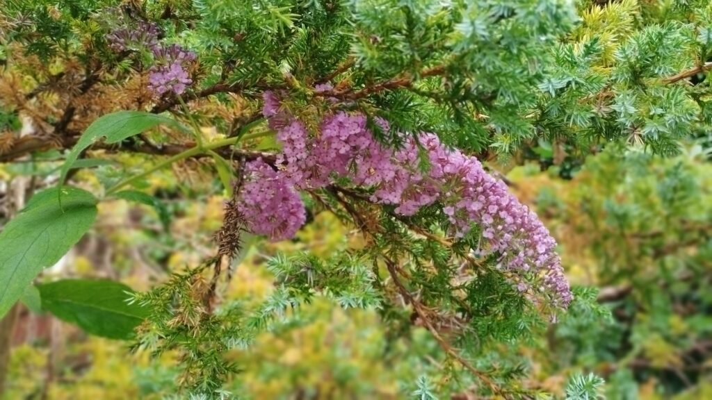 Ogród bielawkidomek.pl